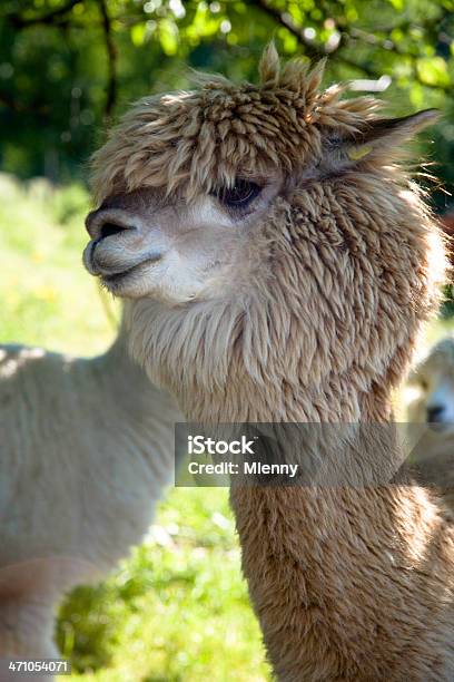 Alpaca Sono - Fotografie stock e altre immagini di Agricoltura - Agricoltura, Albero, Allegro