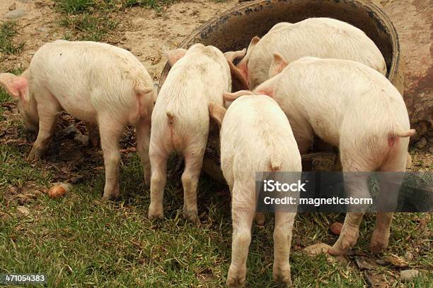 Cinque Giovani Suini Mostrando Loro Questi Ultimi Mentre Mangiare - Fotografie stock e altre immagini di Maiale - Ungulato