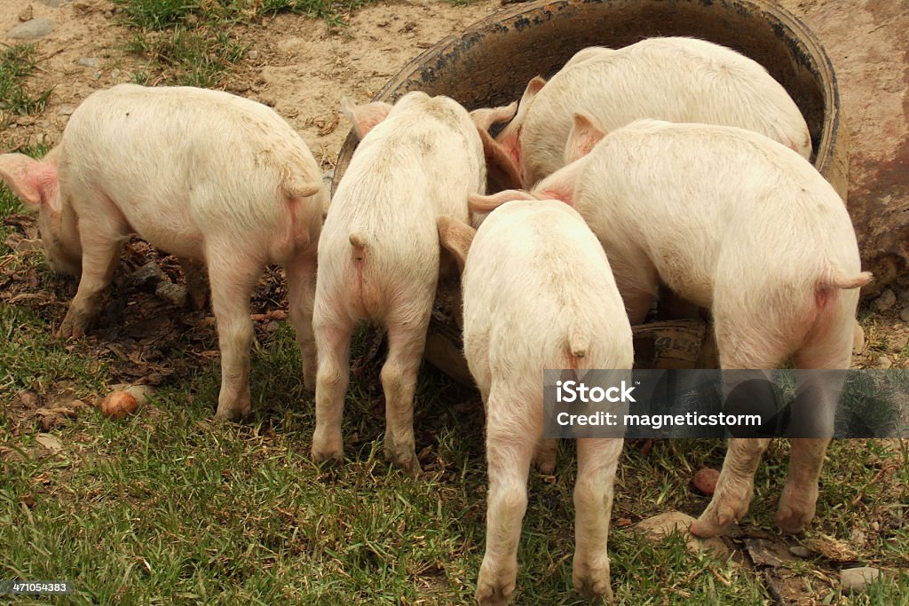 Five young pigs showing their behinds while eating Five young pigs having a feast. Pig Stock Photo