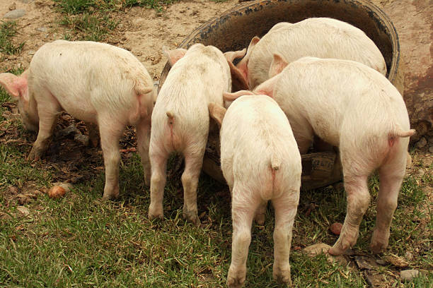 Five young pigs showing their behinds while eating stock photo