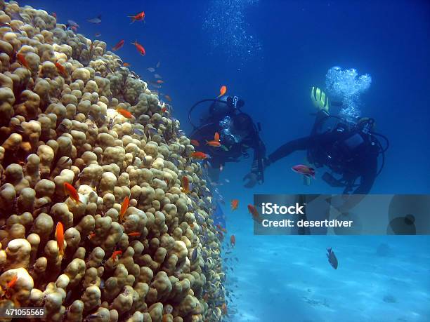 Photo libre de droit de Intro banque d'images et plus d'images libres de droit de Guide - Guide, Mer Rouge, Plongée sous-marine