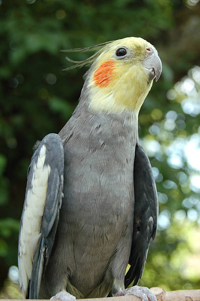 istock Beautiful Proud Cockatiel 471056997
