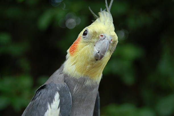 istock Amiable Cockatiel Smiles for the Camera 471056999