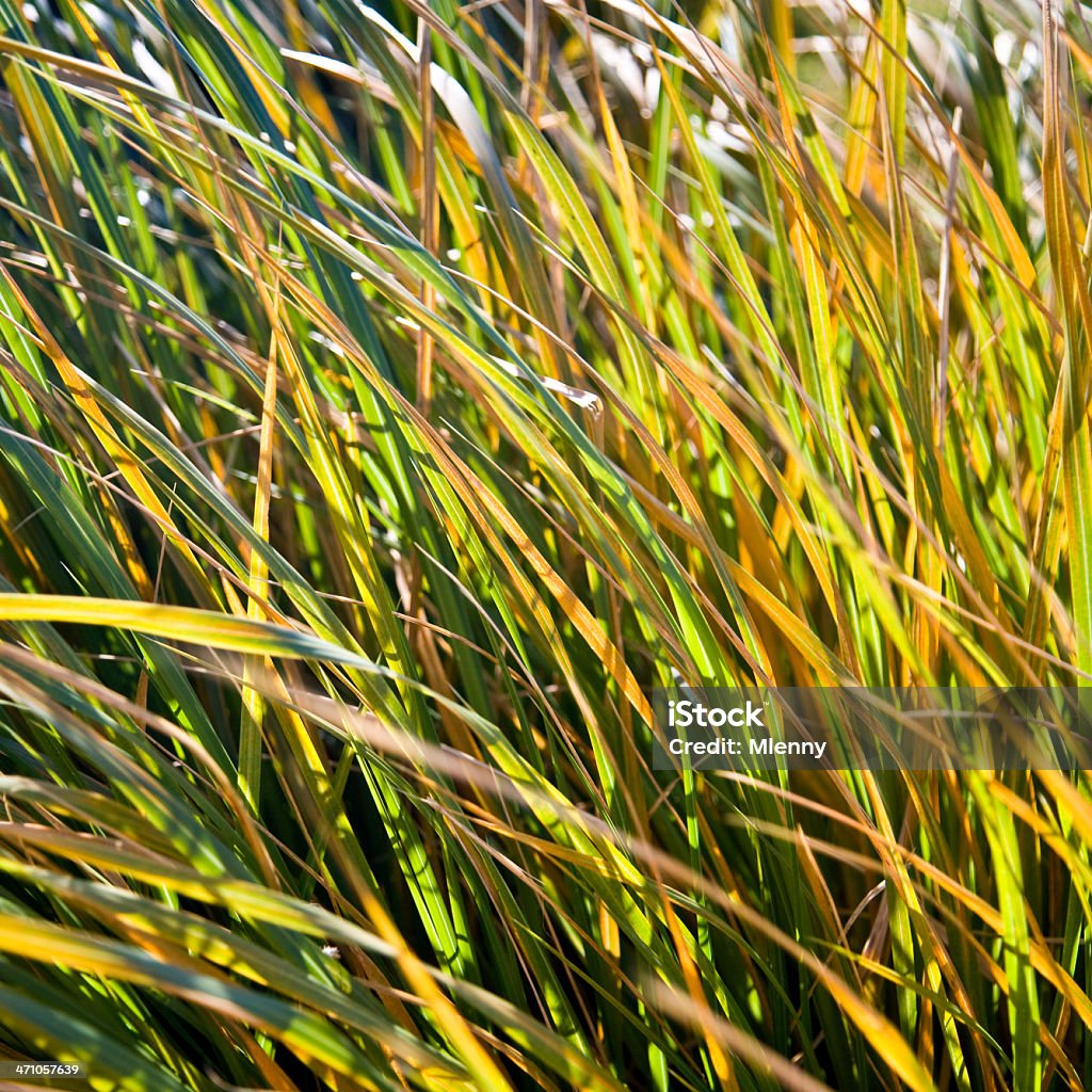 texture de l'herbe - Photo de Beauté libre de droits