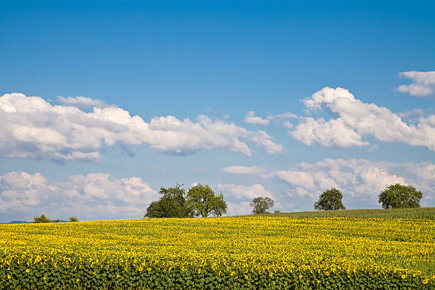 istock sunflowers to the horizon 471057745