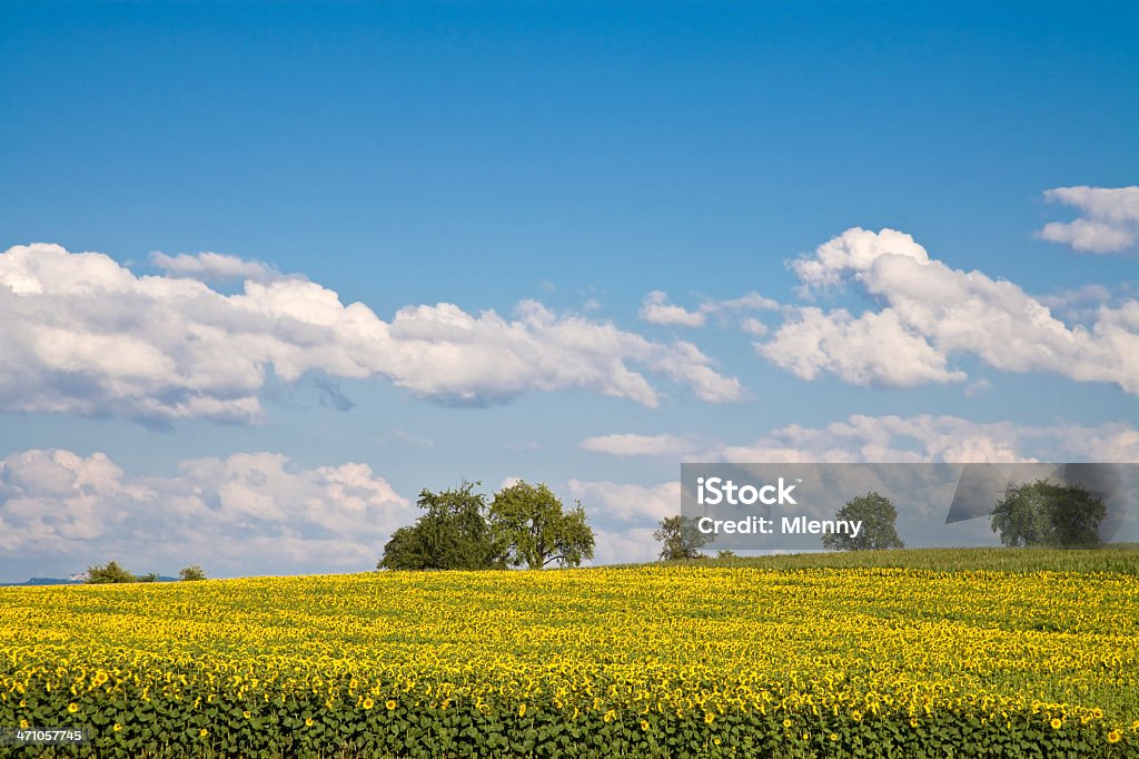 sunflowers na horyzoncie - Zbiór zdjęć royalty-free (Czysty)