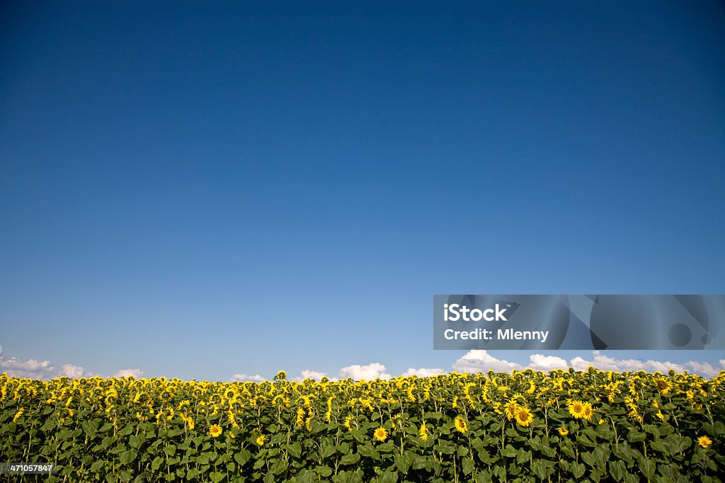 Sonnenblume-Feld  - Lizenzfrei Bildhintergrund Stock-Foto