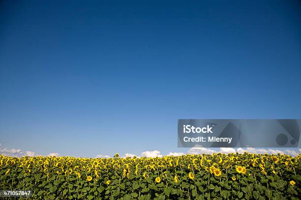 Sonnenblumefeld Stockfoto und mehr Bilder von Bildhintergrund - Bildhintergrund, Blau, Blume