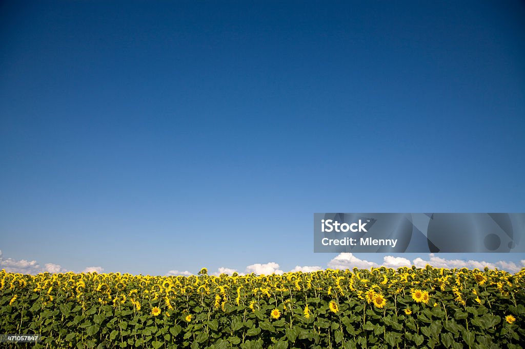 Campo de girassol  - Foto de stock de Agricultura royalty-free