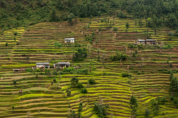 shivalaya - nepal landscape hiking rice imagens e fotografias de stock