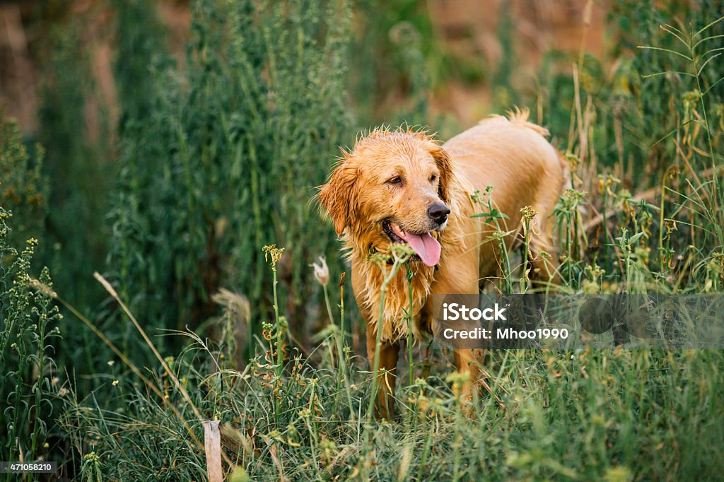 Wet yellow lab after bath in lake. Wet yellow lab after bath in lake Commercial Dock Stock Photo
