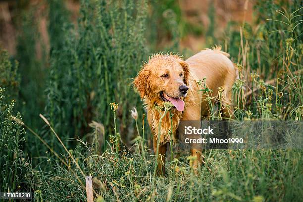 Wet Yellow Lab After Bath In Lake Stock Photo - Download Image Now - Commercial Dock, Diving Into Water, Dog