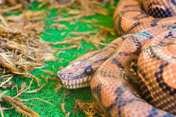 Epicrates cenchria, Brazilian Ranbow Boa stock photo