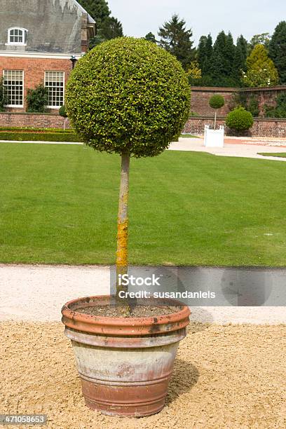 Topiary Tree Stock Photo - Download Image Now - Privet, Flower Pot, Formal Garden
