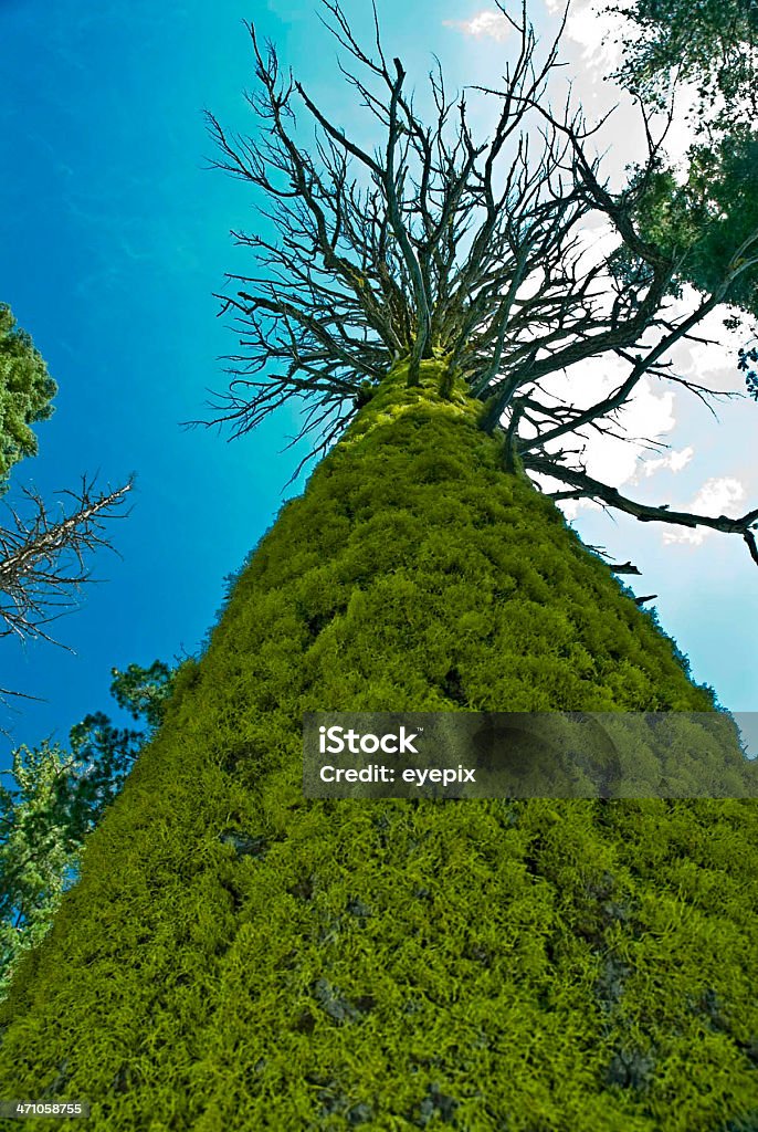 Mossy дерево держит «sky» - Стоковые фото Gymnosperm роялти-фри