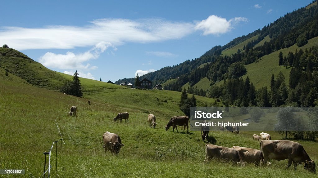 Szczęśliwy krowy - Zbiór zdjęć royalty-free (Alpy)