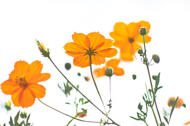 flor del cosmos naranja con sol. - orange ohio fotografías e imágenes de stock