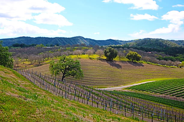 Rolling Paso Robles Vineyards under cloudy cumulus skies stock photo