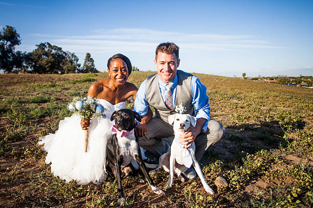 Attractive Diverse Wedding Bride and Groom An attractive and diverse couple together on their wedding day with their dogs racism photos stock pictures, royalty-free photos & images