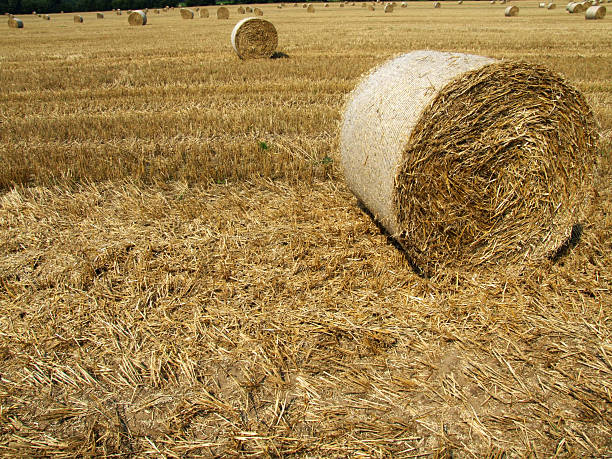 istock Rolling bales of straw 471059407