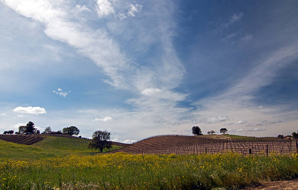 istock Paso Robles Wine Country Clouds over Vineyard 471059764