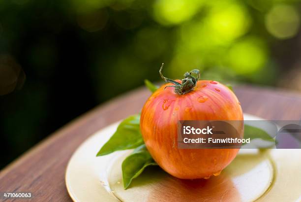 바실은 저녁에만 아르카디아 Zebra Homegrown 토마토색 0명에 대한 스톡 사진 및 기타 이미지 - 0명, 개성-개념, 건강한 식생활