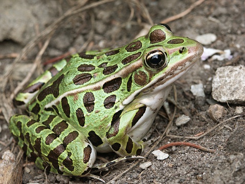 This is a Leopard Frog. Probably the Northern Leopard Frog, though I can't be 100% sure.