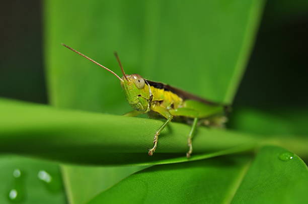 Grasshoppers Grasshoppers are insects of the order Orthoptera, suborder Caelifera. Grasshopper species which change colour and behaviour at high population densities are called locusts. Grasshoppers are plant-eaters, sometimes becoming serious pests of cereals and other crops, especially when they swarm in their millions as locusts and destroy crops over wide areas. They protect themselves from predators by camouflage; when detected, many species attempt to startle the predator with a brilliantly-coloured wing-flash while jumping with their strong hind legs and (if adult) also flying, usually for a short distance.  orthoptera stock pictures, royalty-free photos & images