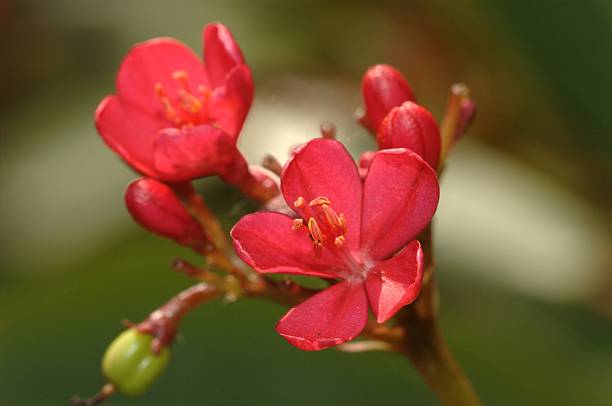 Peregrina flowers @ Singapore