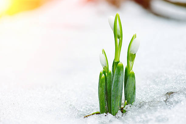 istock Spring snowdrop flowers coming out from snow with sun rays 471060998