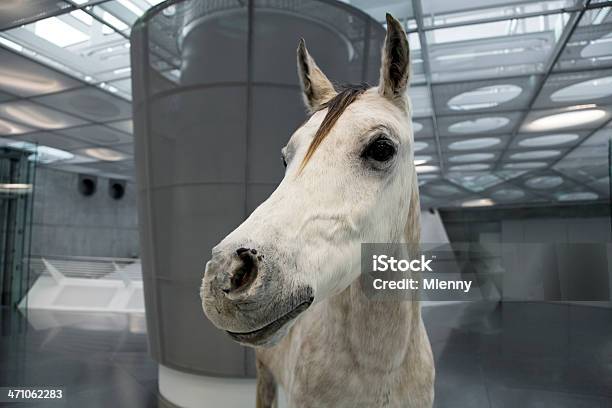 Photo libre de droit de Blanc Horse banque d'images et plus d'images libres de droit de Aluminium - Aluminium, Architecture, Art du portrait