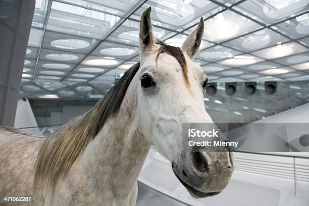 Weißes Pferd Ii Stockfoto und mehr Bilder von Grantig - Grantig, Pferd, Aluminium
