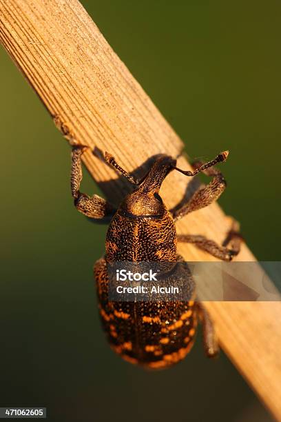 Makro Z Snout Beetle Hylobius Abietis - zdjęcia stockowe i więcej obrazów Bezkręgowce - Bezkręgowce, Bliski, Bliskie zbliżenie
