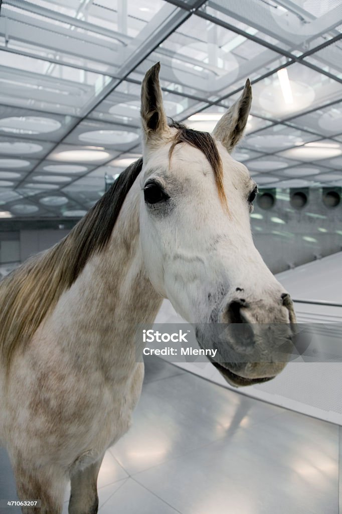 Caballo blanco  - Foto de stock de Aluminio libre de derechos