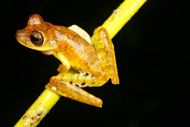 istock Spotted-thighed treefrog Hypsiboas fasciatus 471063271