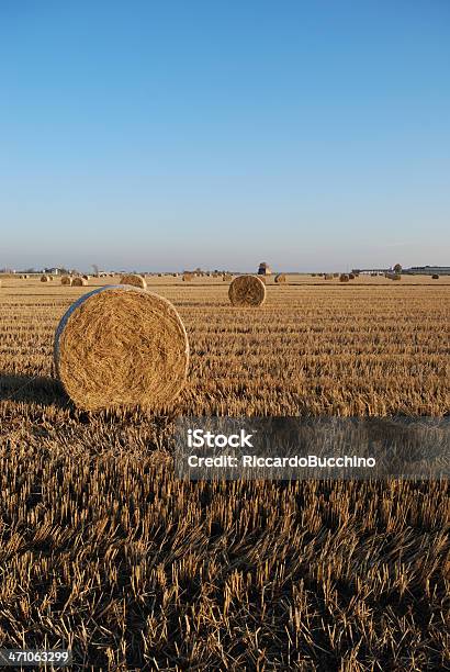 Foto de Rodada Palha Bale Briona Itália e mais fotos de stock de Agricultura - Agricultura, Arrozal, Branco