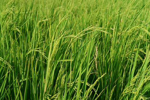 The image shows a paddy field with young rice plants growing in it. The field is flooded with water, which covers the base of the plants. The rice plants are still relatively small, with thin green stems and narrow leaves