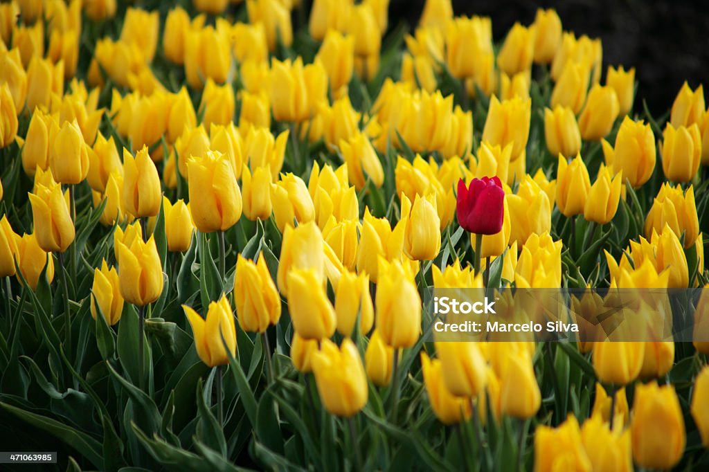 Tulipano rosso - Foto stock royalty-free di Rosso