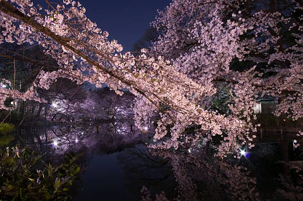 istock Tokyo,cherry blossoms in night,Pink,pond 471064070