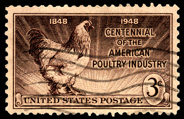 istock Poultry Industry showing Rooster Postage Stamp 471064097