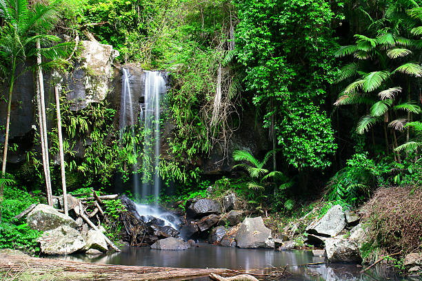 curtis falls - rainforest waterfall australia forest fotografías e imágenes de stock