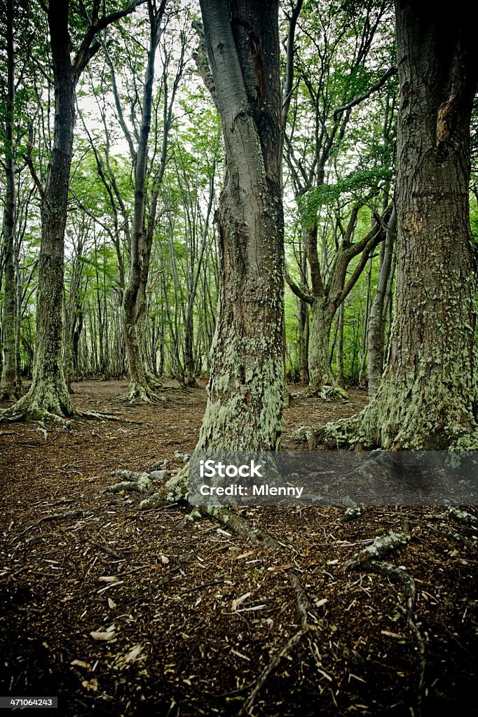 Bosque Ushuaia Argentina Tierra del Fuego - Foto de stock de América del Sur libre de derechos