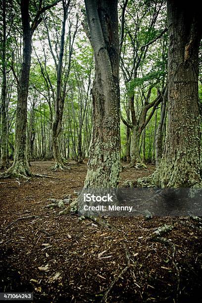 Bosque Ushuaia Argentina Tierra Del Fuego Foto de stock y más banco de imágenes de América del Sur - América del Sur, Archipiélago de Tierra del Fuego, Argentina