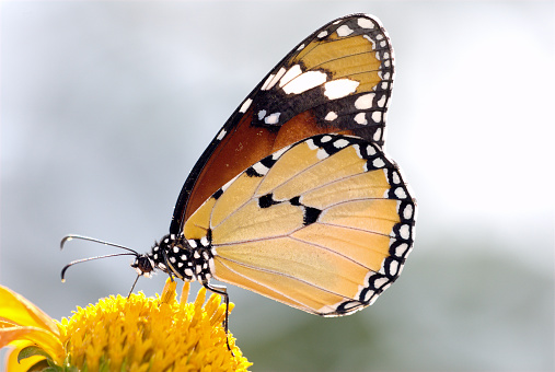 Beautiful bright Canadian tiger swallowtail is sitting on a branch of the tree in warm summer day with open wings, light green background.