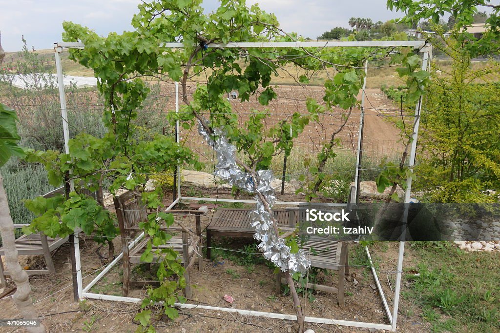 grape arbor Classic grape arbor, vine plantation background 2015 Stock Photo