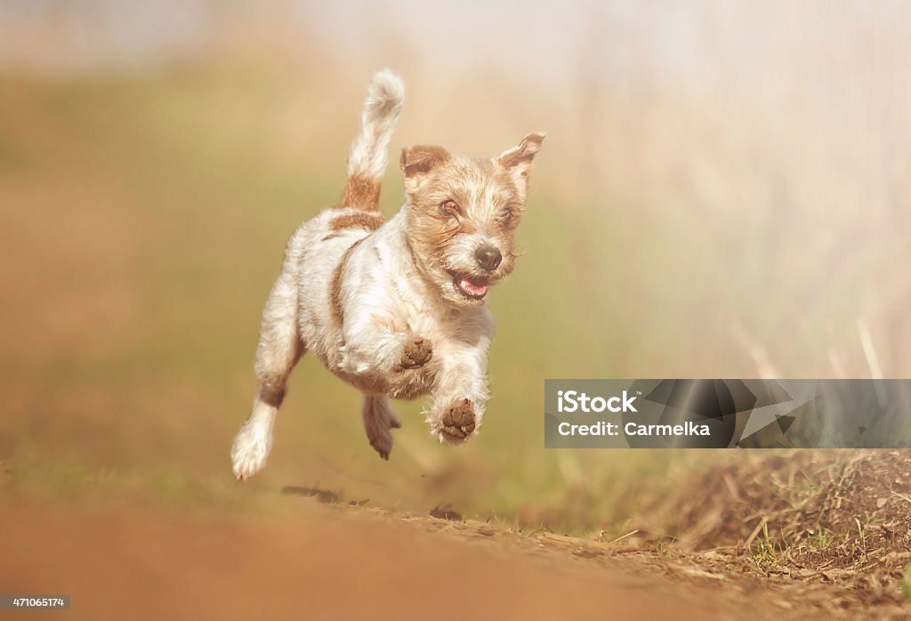 beautiful and fun young parson russel terrier dog jack russel beautiful and fun young parson russel terrier dog jack russel terrier puppy jump und running 2015 Stock Photo