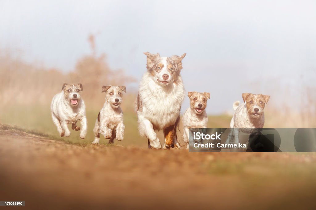 fun australian shepherd dog ( border collie ) running fun australian shepherd dog ( border collie ) running with Parson Russell Terrier and jack russell terrier puppy Australian Shepherd Stock Photo