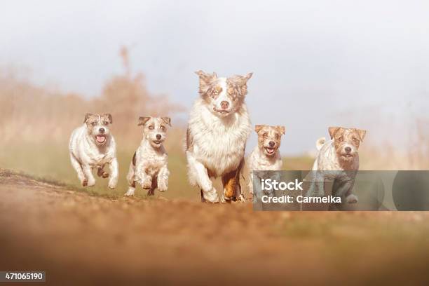 Fun Australian Shepherd Dog Running Stock Photo - Download Image Now