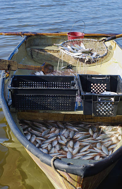 istock boat with catch of fish coregonus 471065456