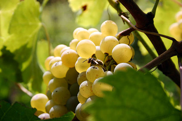 Bee on grapes stock photo